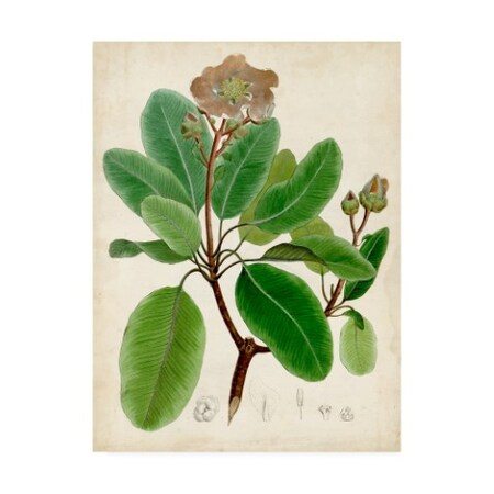 Trademark Fine Art Vision Studio 'Verdant Foliage Vi' Canvas Art, 35x47 WAG10969-C3547GG